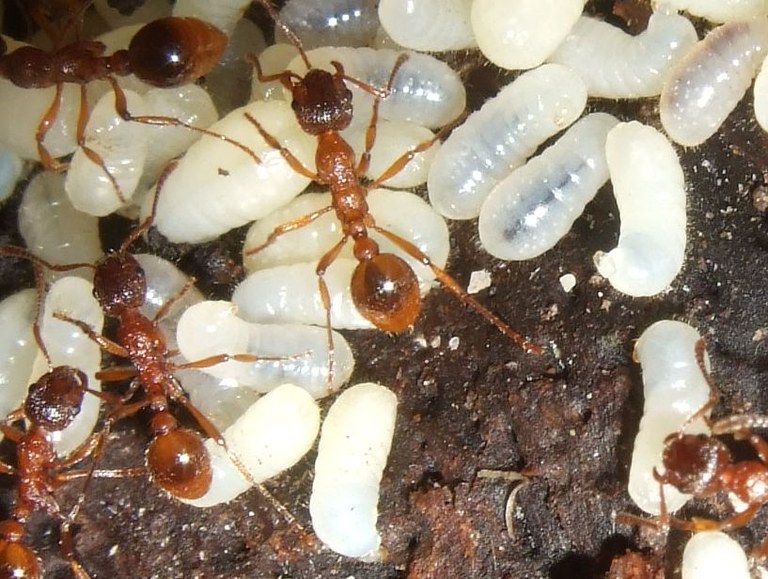 myrmicinae.jpg