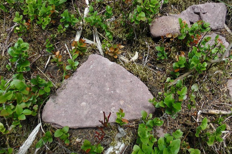 sandstein_mit_ameisennest_1024.jpg