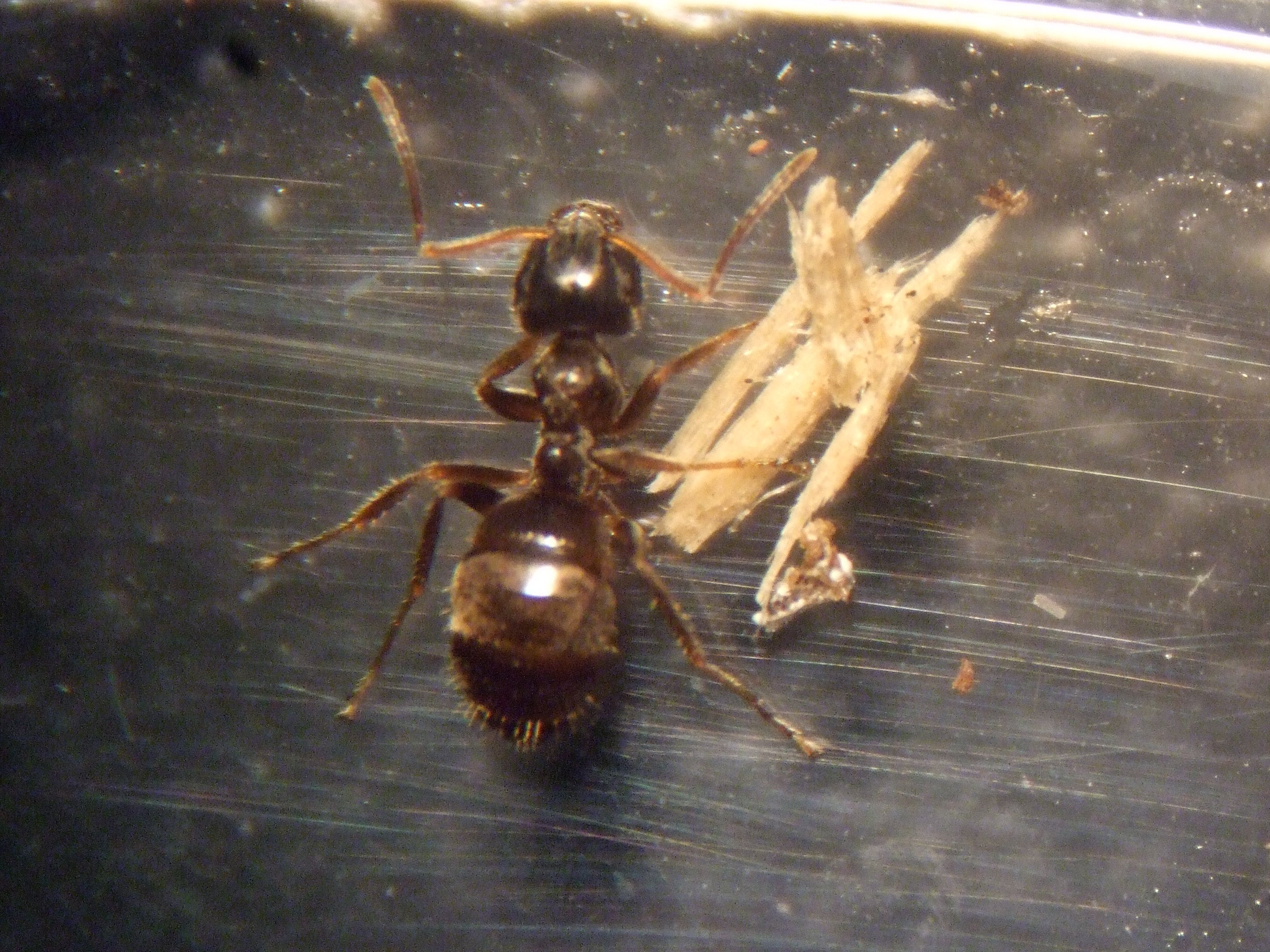 lasius.jpg
