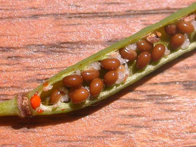 chelidonium_majus_elaiosom1.jpg