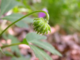 Busch-Windröschen: Früchte mit Elaiosomen