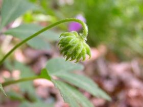 a_nemorosa_frucht1_280.jpg