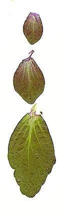 ajuga_reptans_blatt.jpg