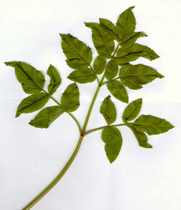 angelica_sylvestris.jpg