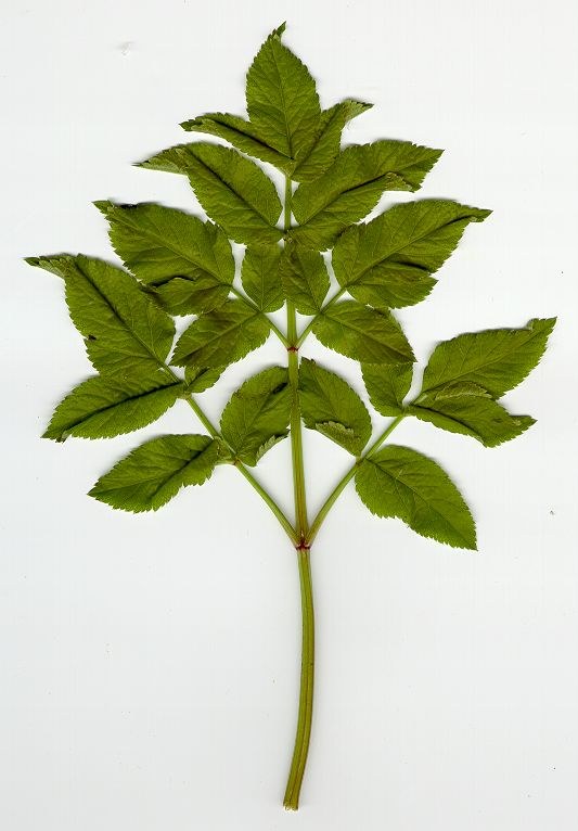 angelica_sylvestris1.jpg