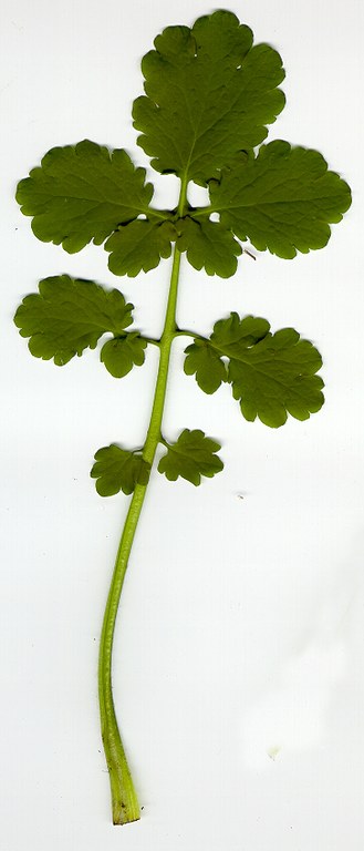 chelidonium_majus.jpg