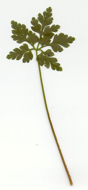 geranium_robertianum.jpg