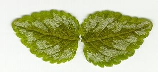 lamium_purpureum.jpg