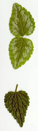 Lamium spec.