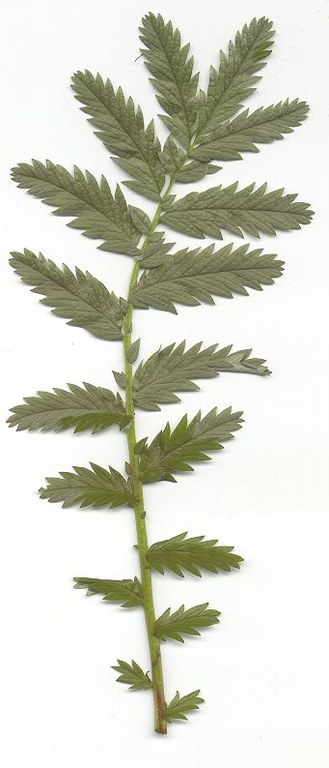 potentilla_anserina.jpg