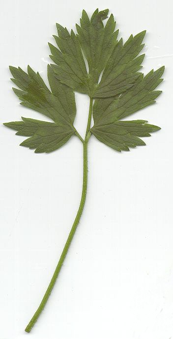 ranunculus_repens.jpg
