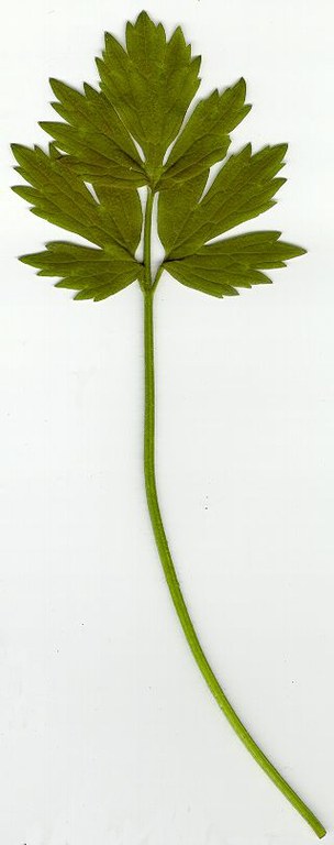 ranunculus_repens1.jpg