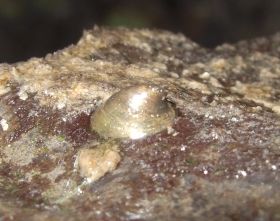 Flussnapfschnecke mit stromlinienförmigem Gehäuse