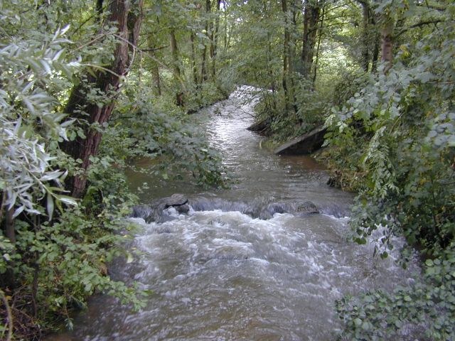 auenwald4.jpg