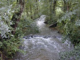 Wiesenbach mit Auwaldstreifen