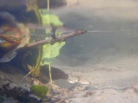 Bachgrund mit Sand, Ästen und Blättern