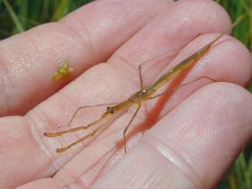 Stabwanze (Ranatra linearis) mit 