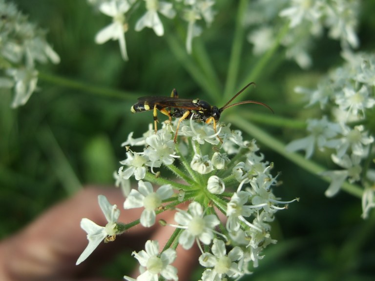 amblyteles_armatorius1.JPG