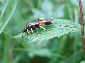 amblyteles_armatorius6_280.jpg