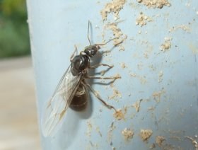 ameisenkoenigin_gefluegelt1_280.jpg