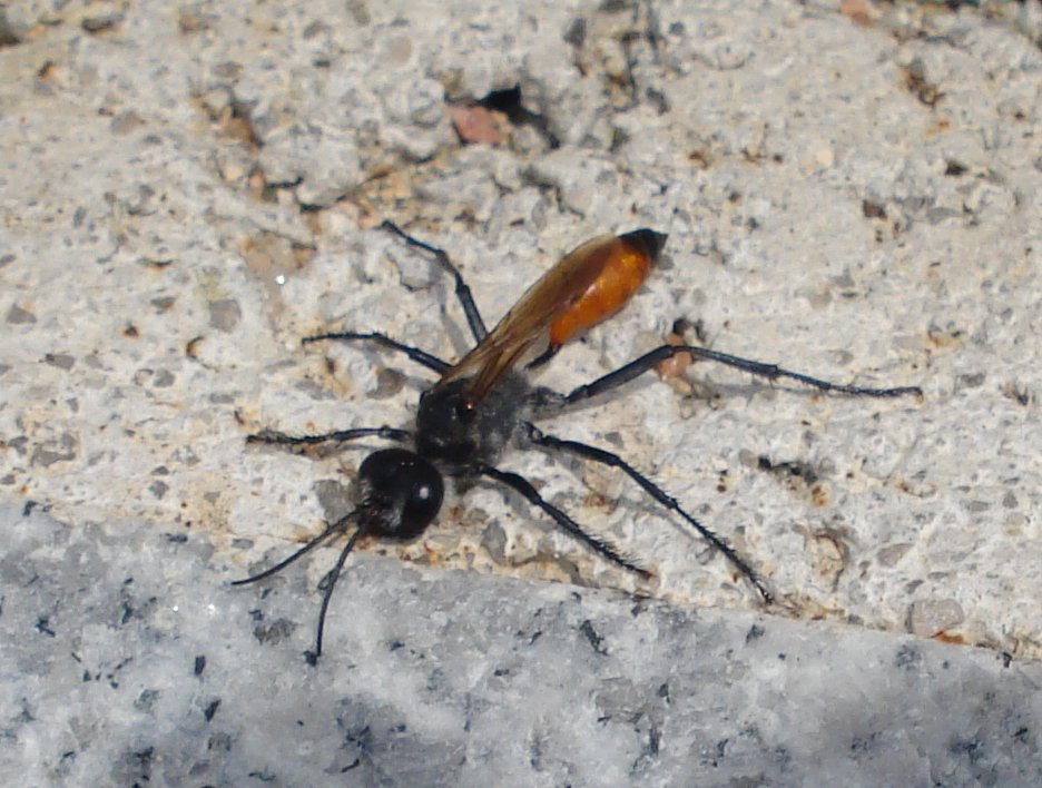 ammophila.jpg