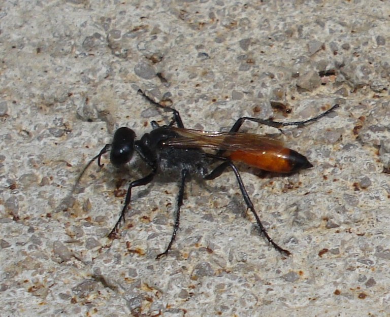 ammophila1.jpg