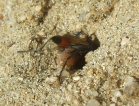 Sandwespe mit erbeuteter Raupe beim Einbringen in das Nest