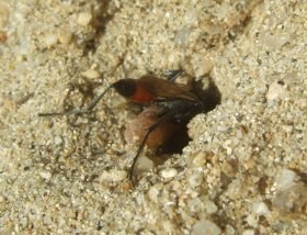 ammophila10_280.jpg