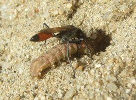 Sandwespe mit erbeuteter Raupe vor Nest