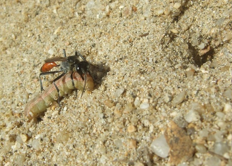 ammophila15_1024.jpg