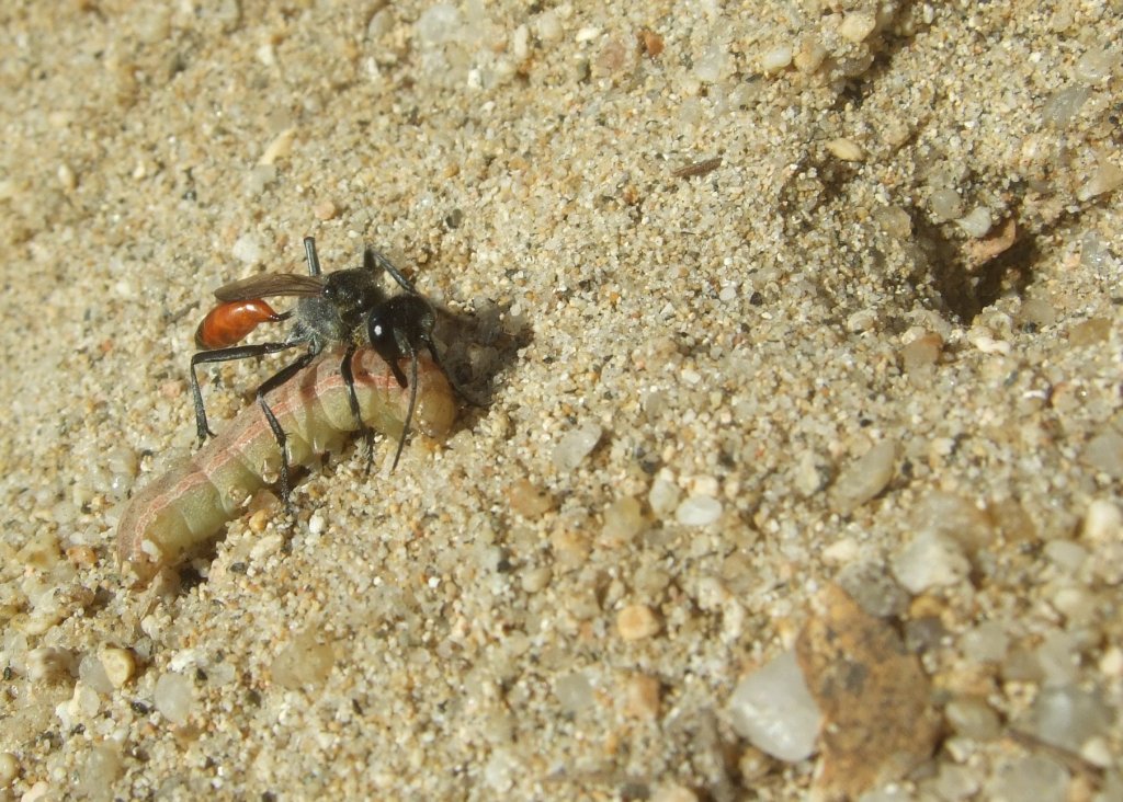 ammophila15_1024.jpg