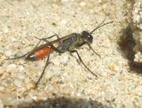 ammophila18_280.jpg