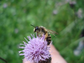 Sandbiene, eine Wildbiene, an einer Blüte