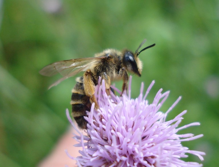 andrena_auf_distelbluete_1024.jpg