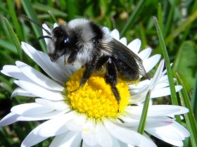 Graue Sandbiene auf Gänseblümchen