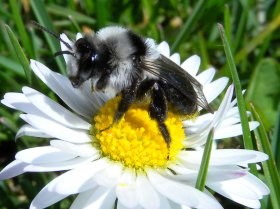 andrena_cineraria1_280.jpg