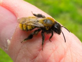 Rotpelzige Sandbiene (Andrena fulva)