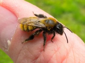andrena_fulva4_280.jpg