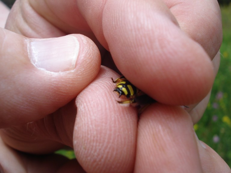 anthidium_manicatum.JPG