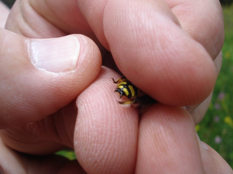 anthidium_manicatum_1024.jpg