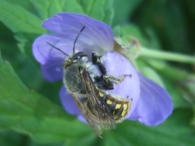 Wollbiene (Anthidium) an Wiesen-Storchschnabel