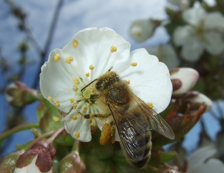 apis_mellifera_1024.jpg
