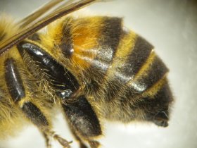 Abdomen einer Honigbiene