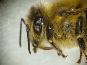 Die Augen der Honigbiene sind behaart.