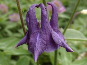 In der Akeleiblüte wird der Nektar in den Spornen angeboten.