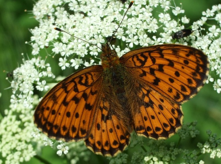 argynnis_paphia4_1024.jpg