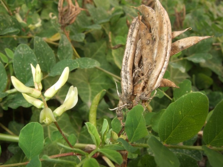 astragalus_glycophyllos_1024.jpg