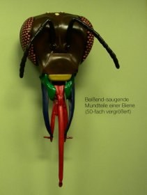 biene_mundwerkzeuge_280.jpg