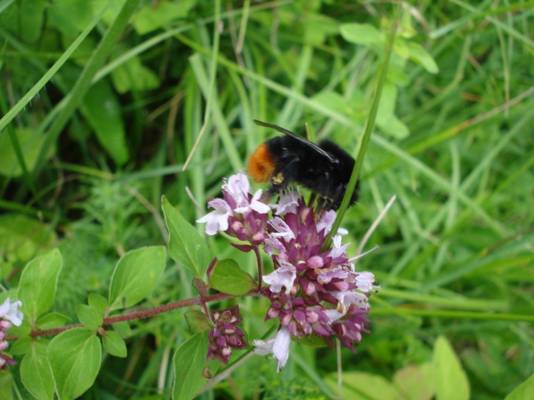 bombus_lapidarius.JPG