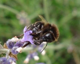 bombus_sp1_280.jpg